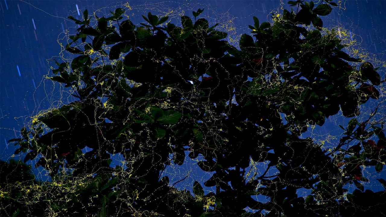 Fireflies surround a sea almond tree in Camarines Sur, Luzon, Philippines (© Jurgen Freund/Minden Pictures) desktop wallpaper