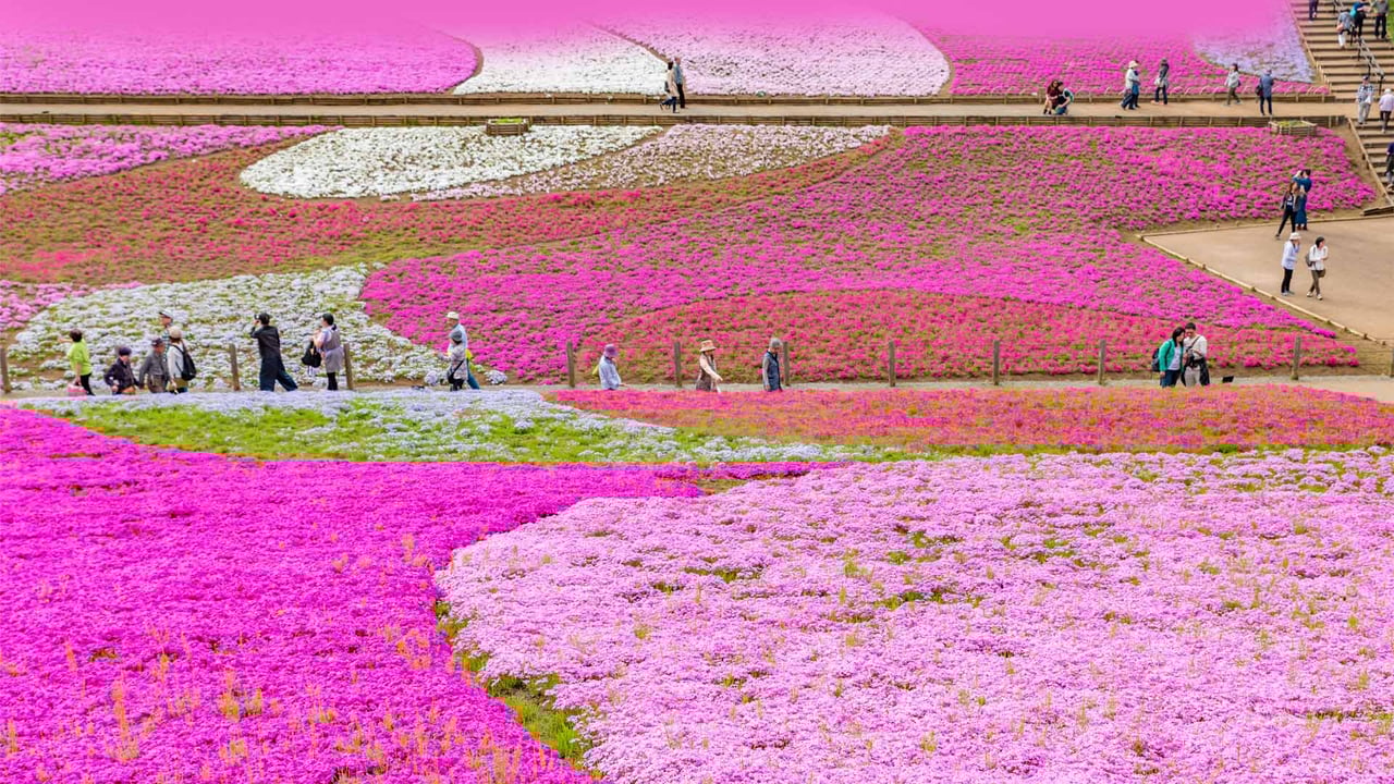 Moss pink displays at Hitsujiyama Park, Saitama Prefecture, Japan (© Takashi Images/Shutterstock) desktop wallpaper