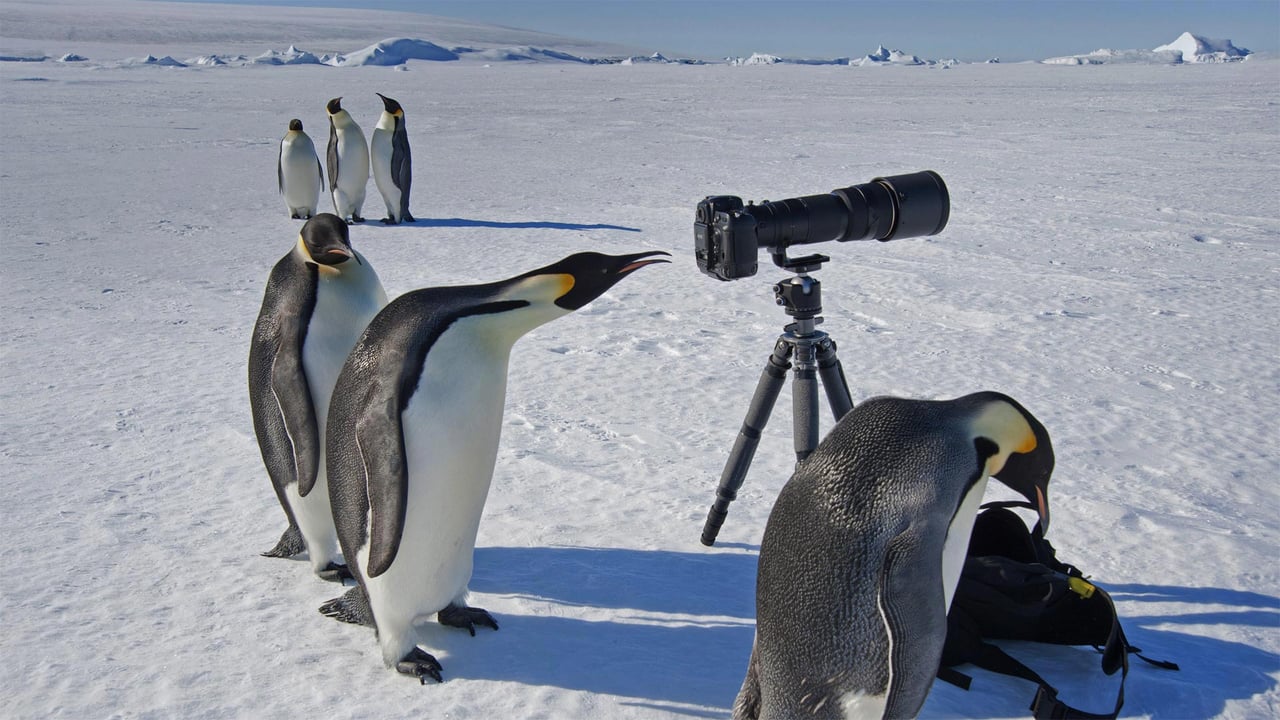 A group of curious emperor penguins in Antarctica (© Mint Images Limited/Alamy) desktop wallpaper