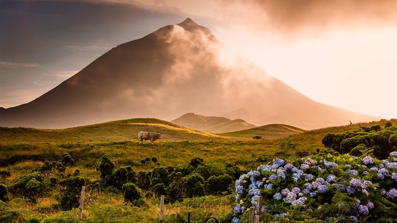 A bull in the foothills of Mount Pico on Pico Island in the Portuguese archipelago of the Azores (© Atmo-Sphere/Getty Images) desktop wallpaper