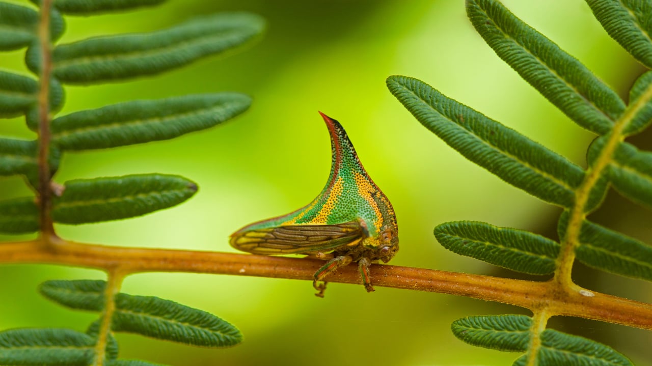 Thorn bug, Pico Bonito National Park, Honduras (© Mac Stone/Tandem Stills + Motion) desktop wallpaper