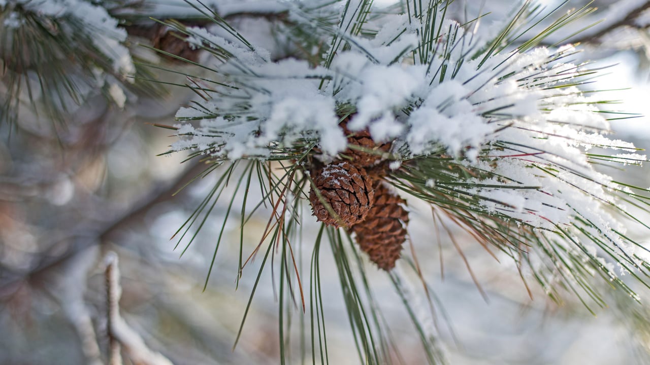 「松かさと雪」 (© divineviewphotography/Alamy) desktop wallpaper
