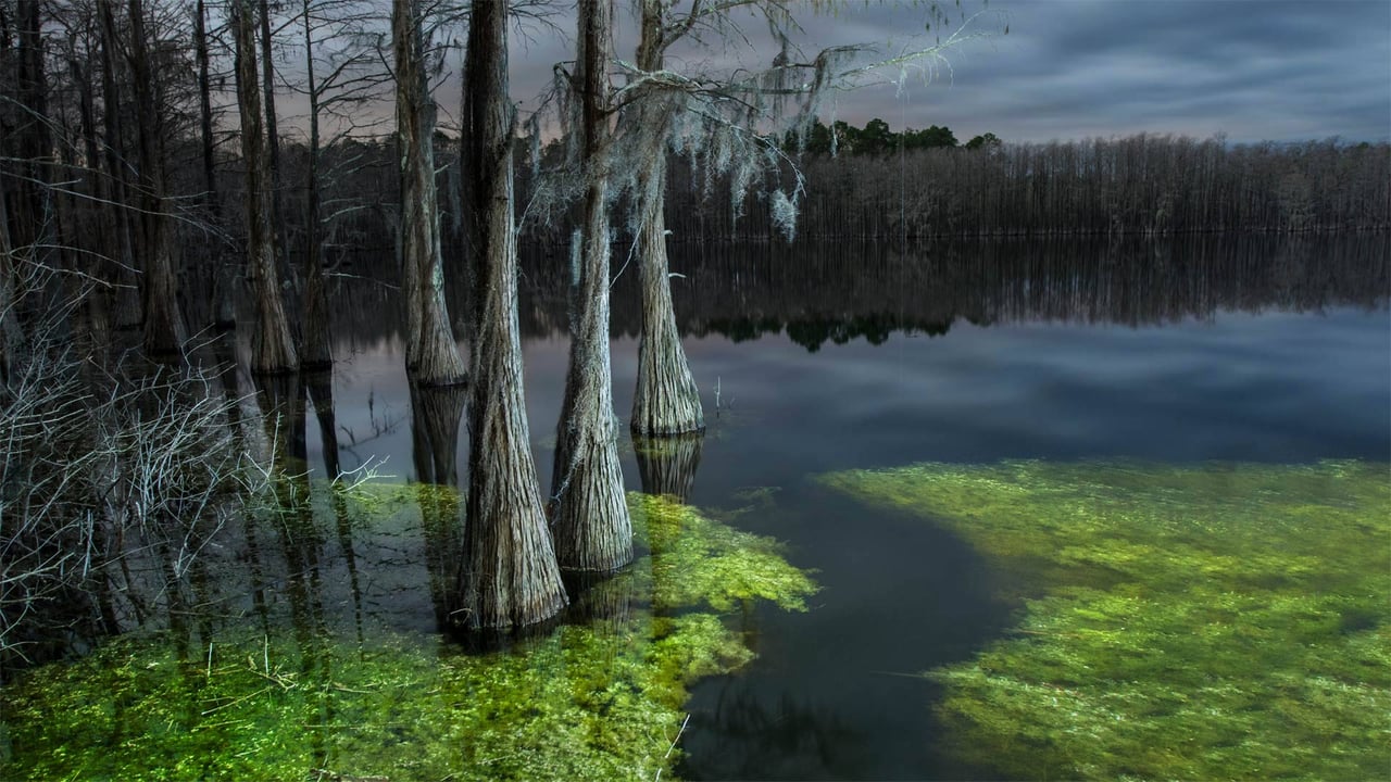 Pine Log State Forest, Florida (© plainpicture/Cavan Images) desktop wallpaper
