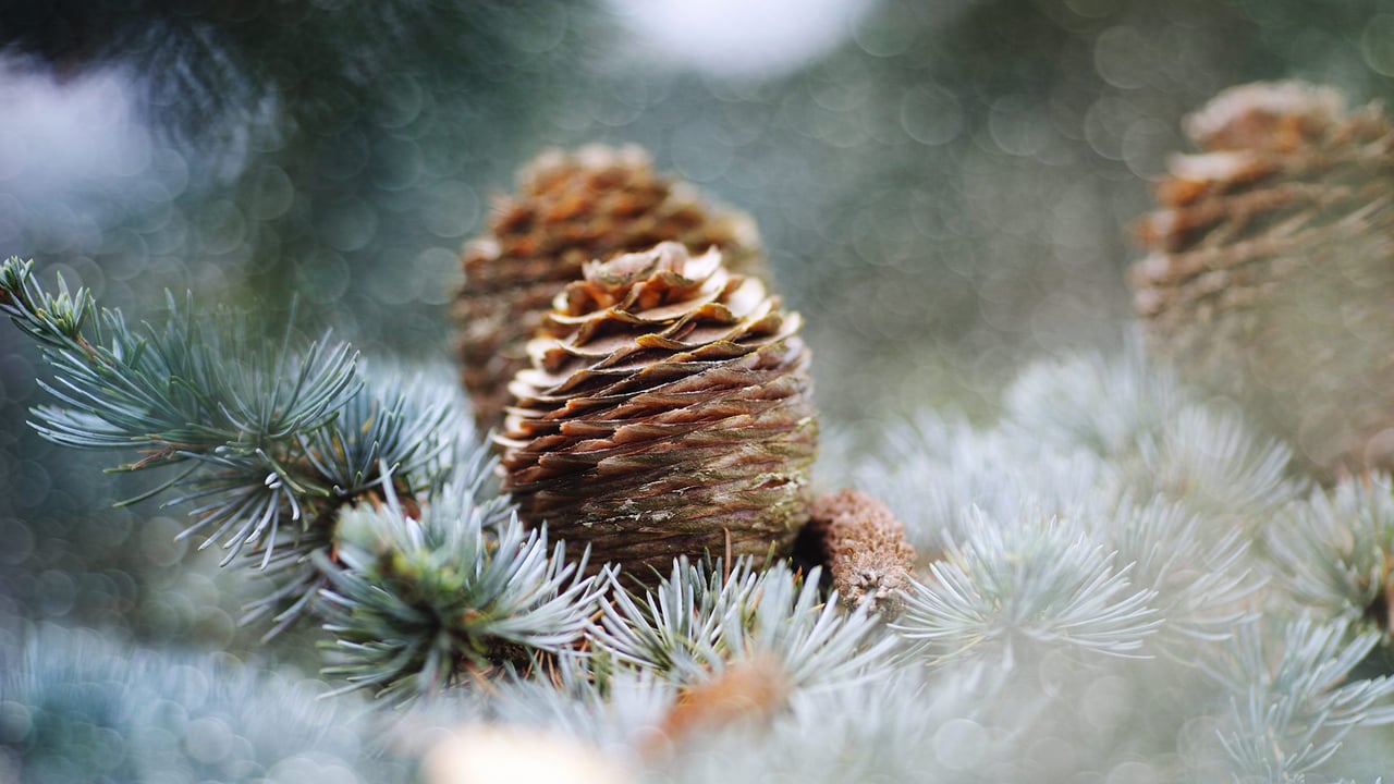 Pine cones, Netherlands (© Marcel ter Bekke/Getty Images) desktop wallpaper
