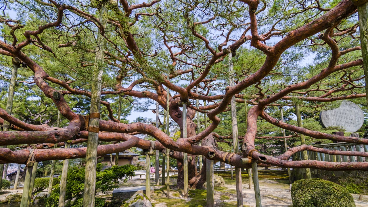 ｢兼六園の手向けの松｣金沢市 (© Korkusung/Shutterstock) desktop wallpaper