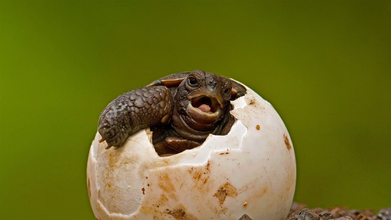 Pinzon Island tortoise hatchling emerging from its egg at the Charles Darwin Research Station on Santa Cruz Island, Galápagos Islands, Ecuador (© Pete Oxford/Minden Pictures) desktop wallpaper