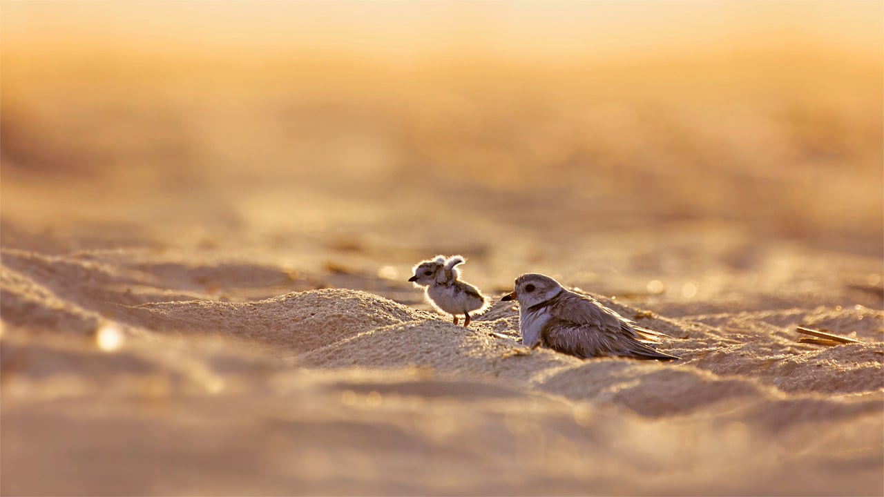Piping plover and its chick on Jones Beach Island, New York (© Vicki Jauron/Getty Images) desktop wallpaper