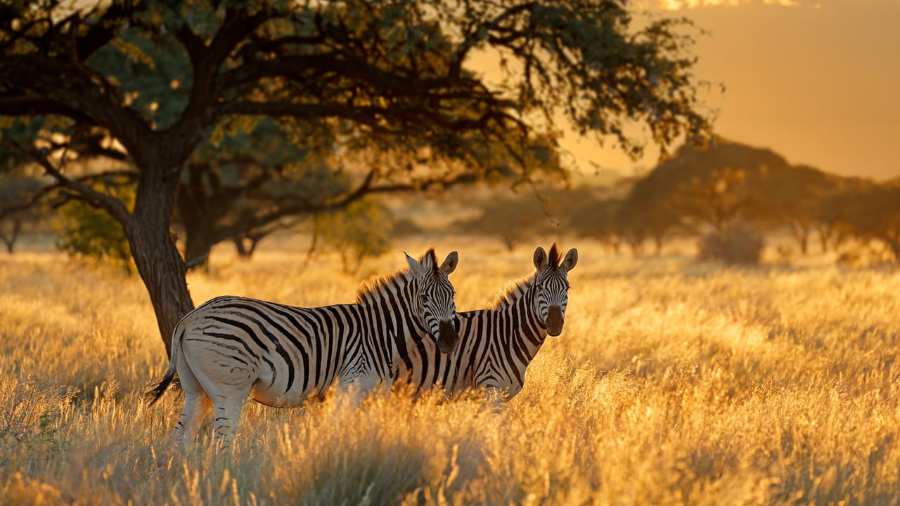 Plains zebras at sunrise, Mokala National Park, South Africa (© EcoPrint/Shutterstock) desktop wallpaper