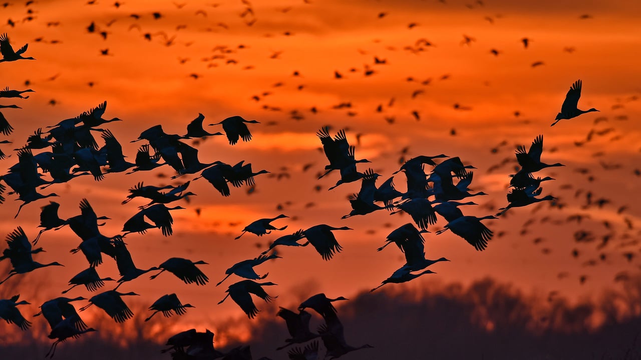 「カナダヅルの群れ」米国ネブラスカ州, プラット川 (© Diana Robinson Photography/Getty Images) desktop wallpaper