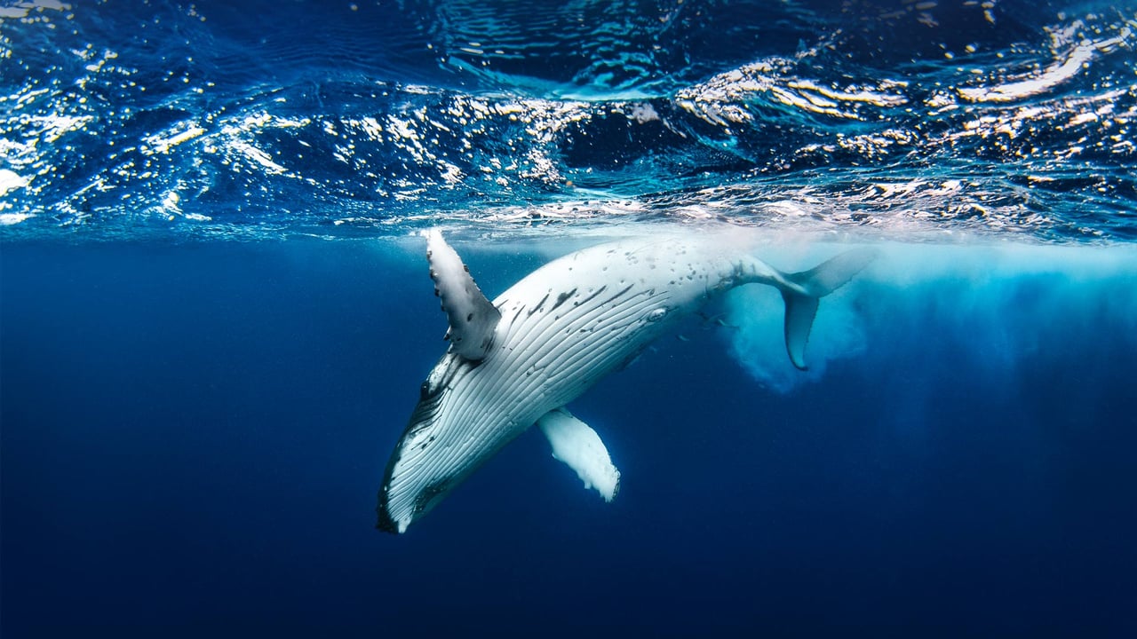 Humpback whale (© Philip Thurston/Getty Images) desktop wallpaper