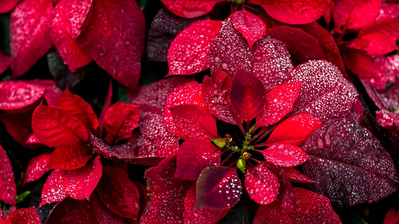 Poinsettias (© Yarygin/Getty Images) desktop wallpaper
