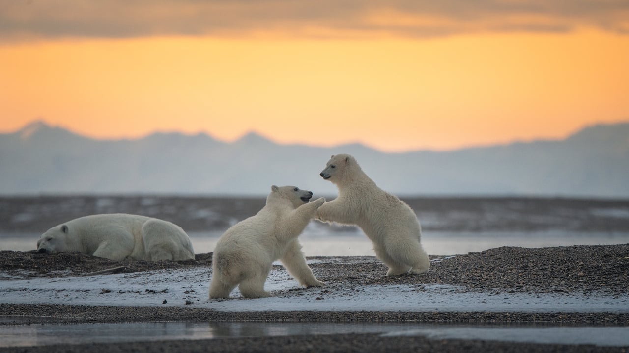 Polar bear cubs playing, Kaktovik, Alaska (© Piriya Photography/Getty Images) desktop wallpaper