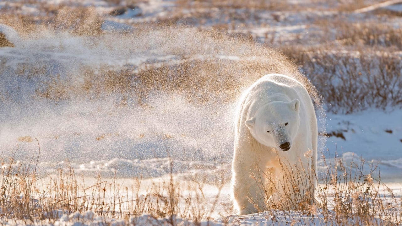 「ホッキョクグマ」カナダ, ハドソン湾 (© Ralph A. Clevenger/Tandem Stills + Motion) desktop wallpaper