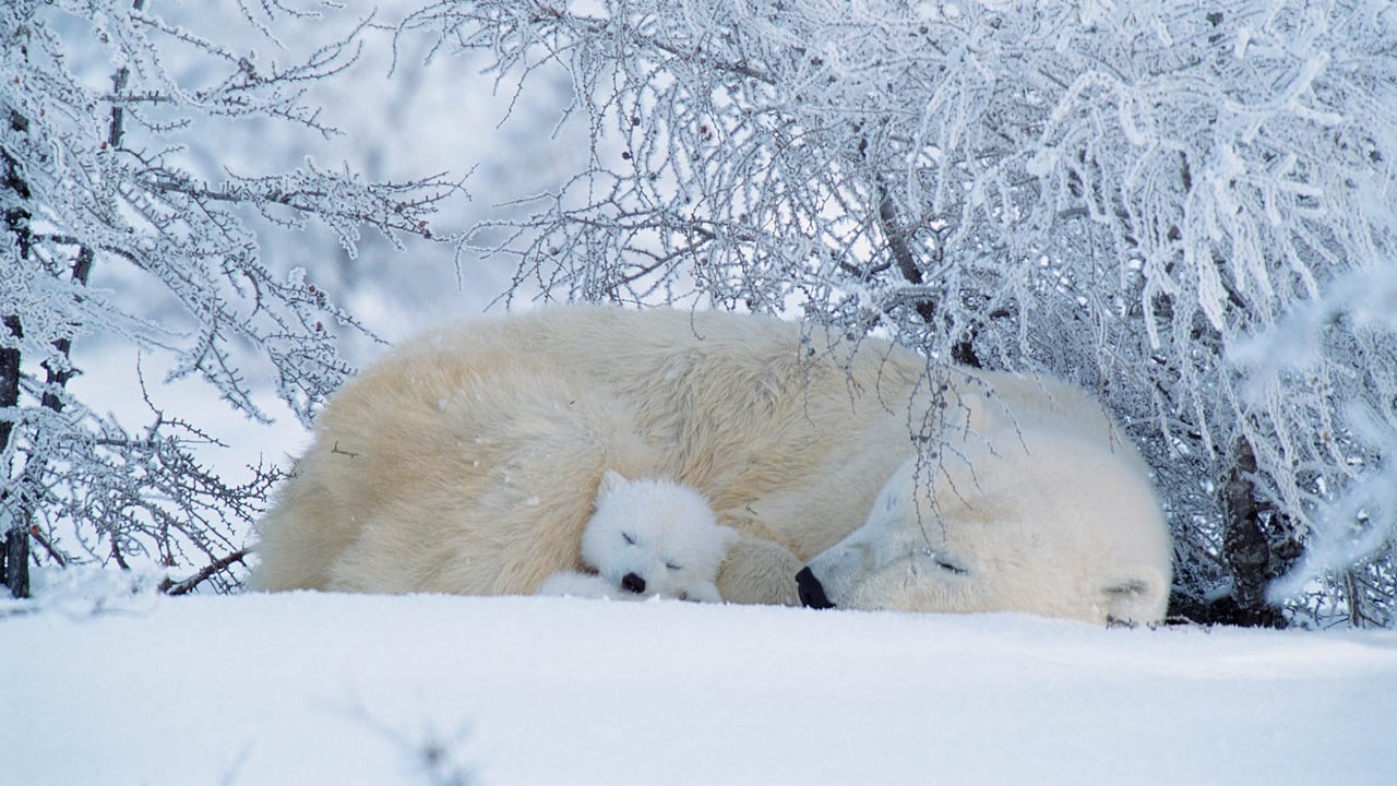 Polar bears asleep in Canada (© David Pike/Minden Pictures) desktop wallpaper