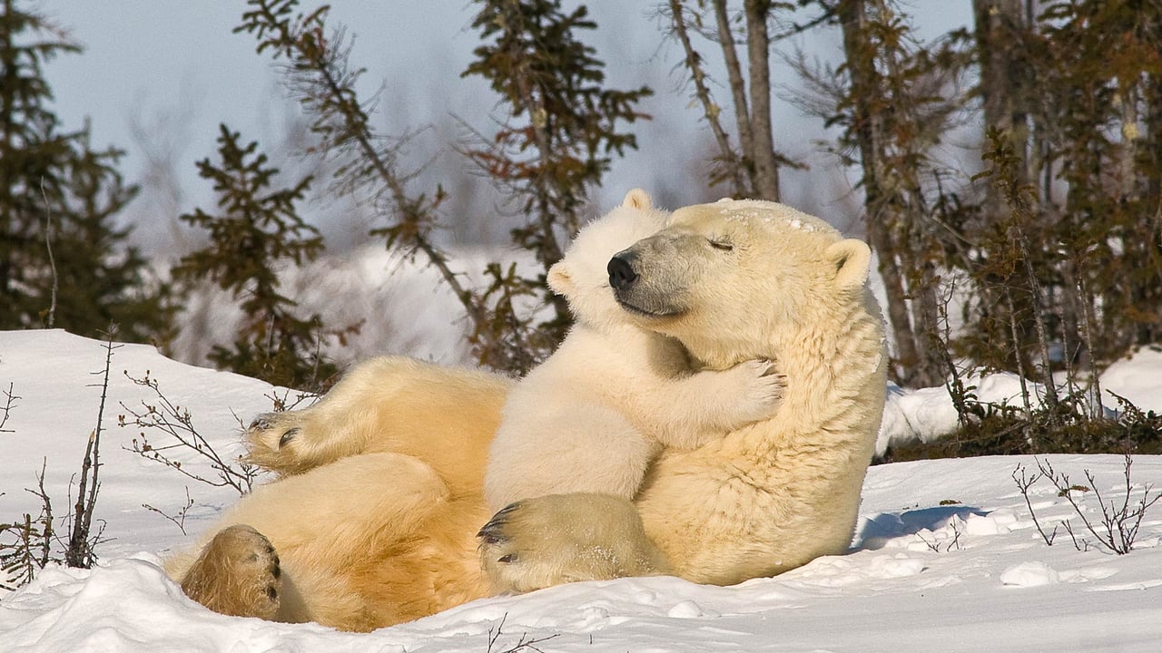 Polar bear mom and cub, Churchill, Manitoba, Canada (© Design Pics/plainpicture) desktop wallpaper