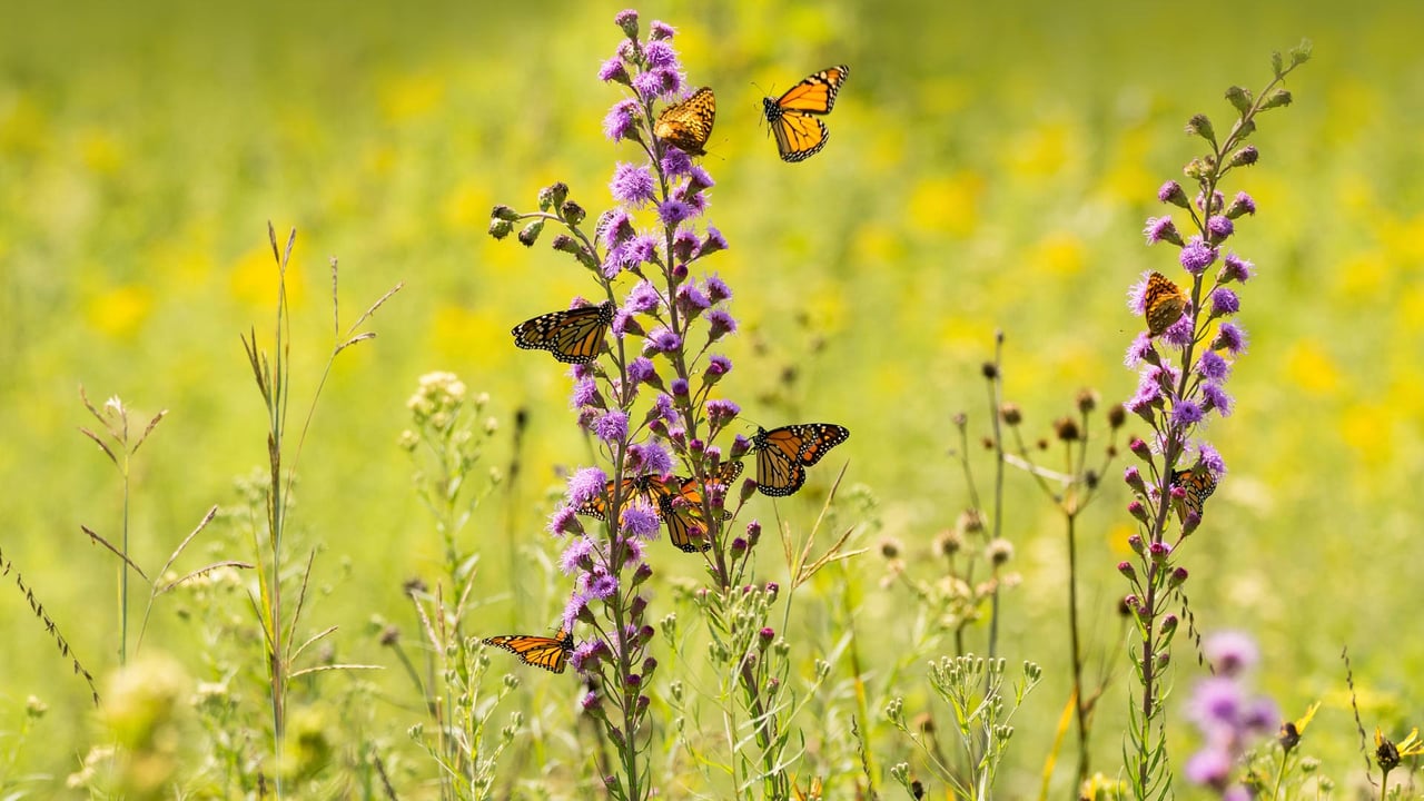 Monarch butterflies feeding from wildflowers (© bookguy/Getty Images) desktop wallpaper