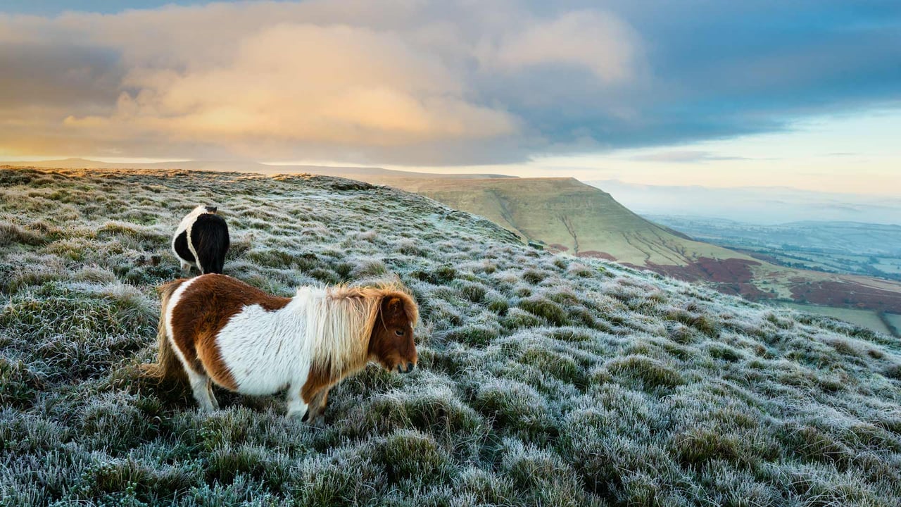 「野生のポニー」イギリス, ウェールズ (© Justin Foulkes/SIME/eStock Photo) desktop wallpaper