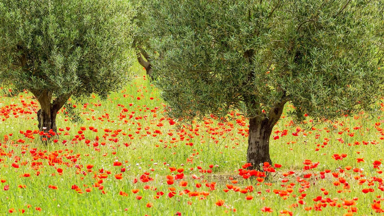 Olive trees and poppies in Luberon Regional Nature Park, France (© Hemis/Alamy) desktop wallpaper