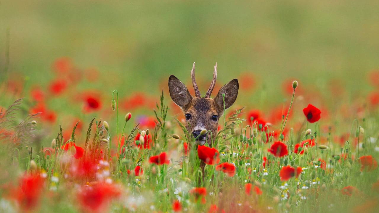 Roe deer with poppies (© Arterra Picture Library/Alamy) desktop wallpaper