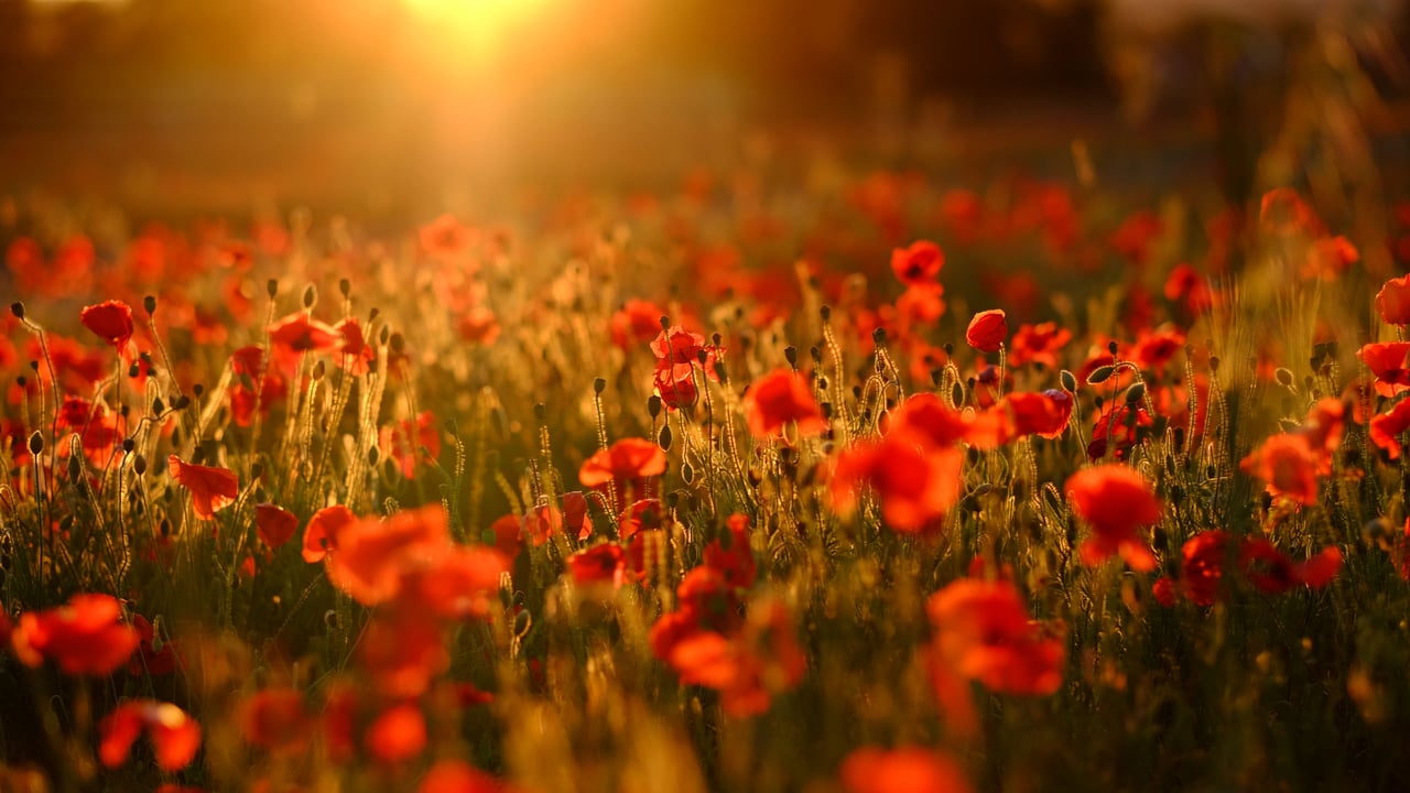 A field bursting with red poppies, Trowbridge, Wiltshire (© Tim Green/Moment/Getty Images) desktop wallpaper