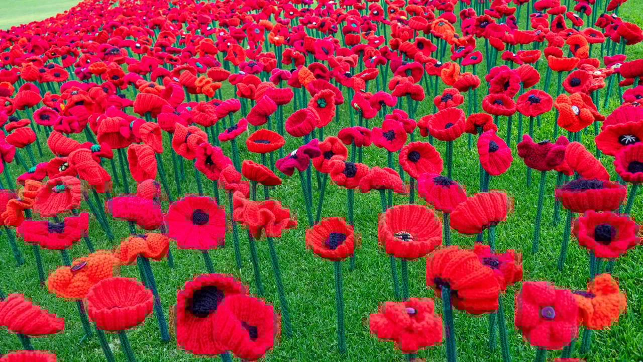 2018 Remembrance Day Poppy Project display in Kings Park, Perth (© domonabike/Alamy Stock Photo) desktop wallpaper