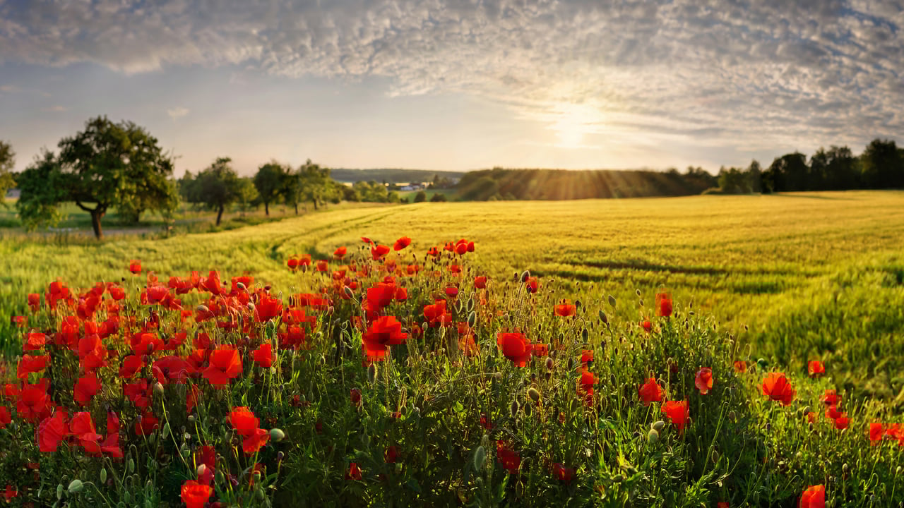 Mohnfelder, Adelschlag, Bayern (© Michael Rucker/Getty Images) desktop wallpaper