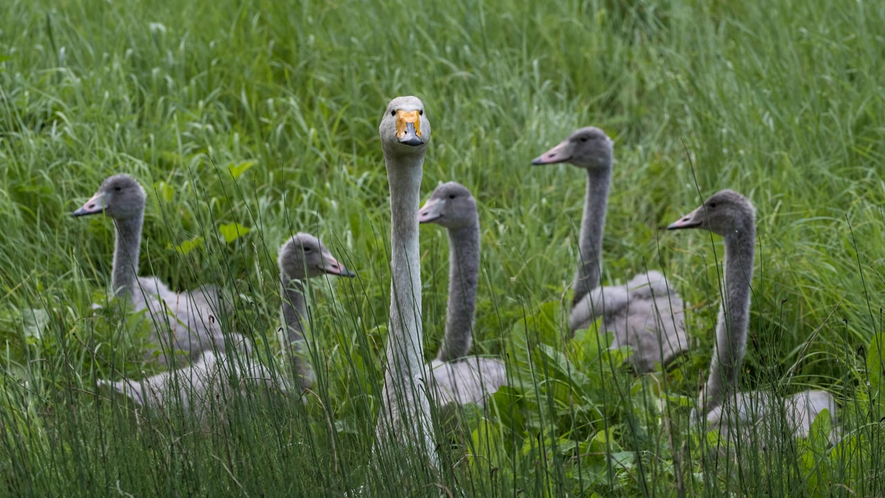 Cygne chanteur avec des petits, Finlande (© Jussi Murtosaari/Minden Pictures) desktop wallpaper