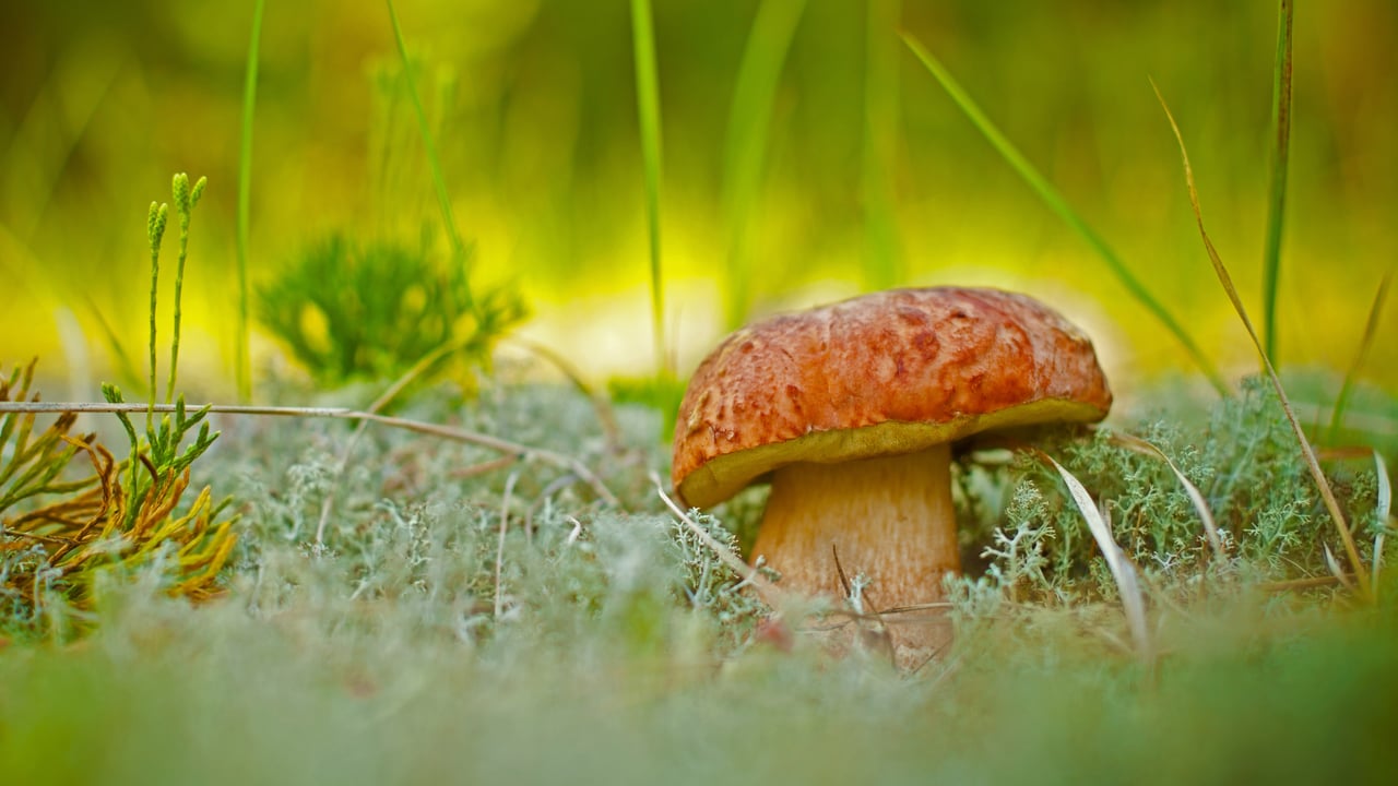 A porcini mushroom (© vnosokin/Getty Images) desktop wallpaper