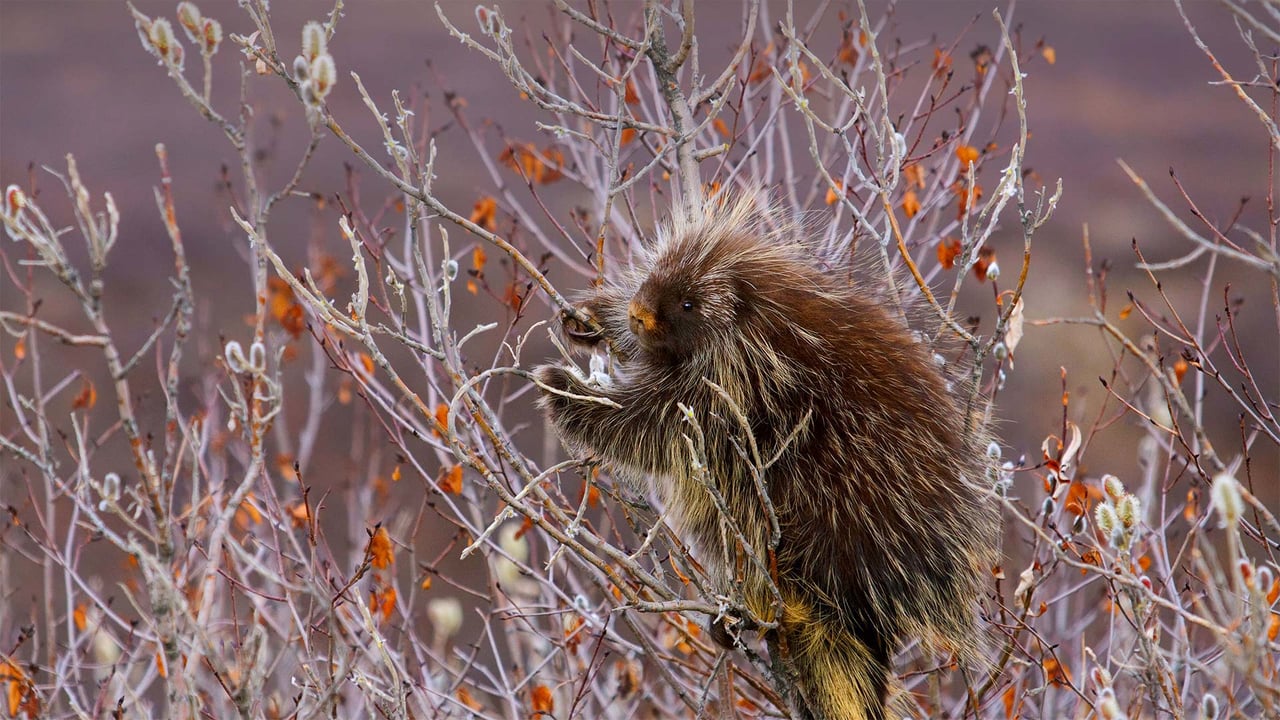 A porcupine hangs on a willow tree branch, Alaska (© Design Pics/Danita Delimont) desktop wallpaper