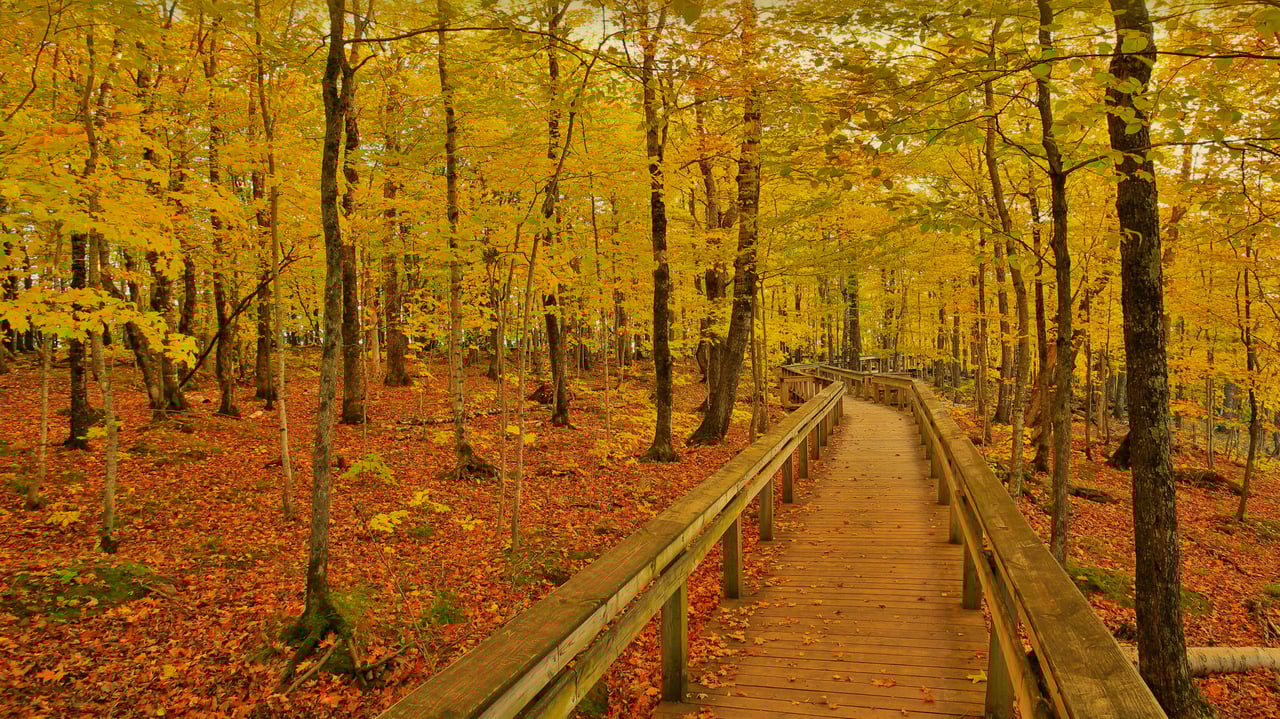 「ポーキュパイン山脈荒野州立公園のエスカープメントトレイル」米国, ミシガン州 (© Pat & Chuck Blackley/Alamy) desktop wallpaper