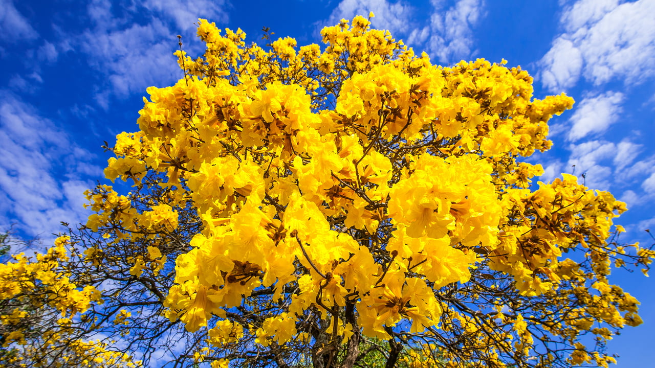 Árvore de ipê-amarelo em floração (© Wilton mitsuo miwa/Getty Images) desktop wallpaper