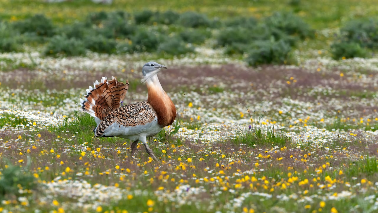 Avutarda común caminando por el prado, Extremadura, España (© Dick Hoogenboom/NiS/Minden Pictures) desktop wallpaper