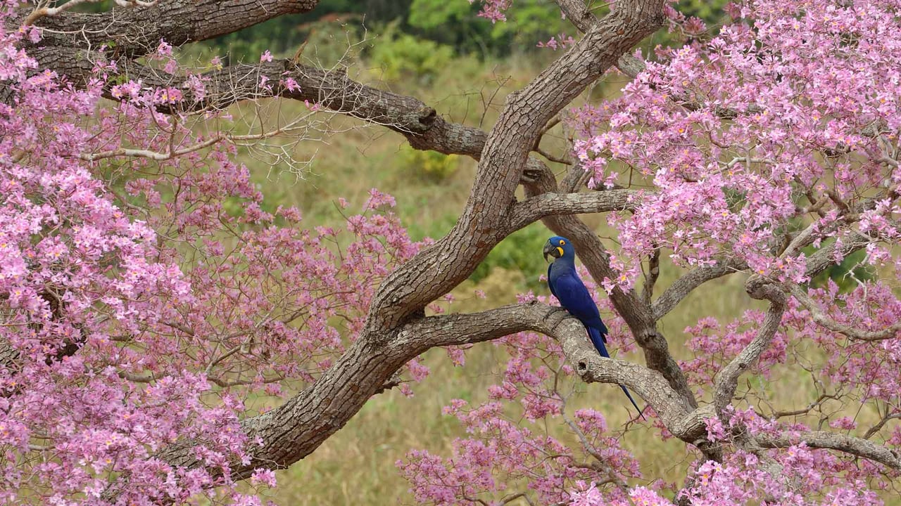 Arara-azul em um ipê-rosa durante a estação de floração, Pantanal, Mato Grosso (© Luiz Claudio Marigo/Minden PIctures) desktop wallpaper