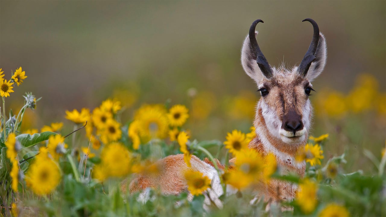 Pronghorn buck (© Donald M. Jones/Minden Pictures) desktop wallpaper