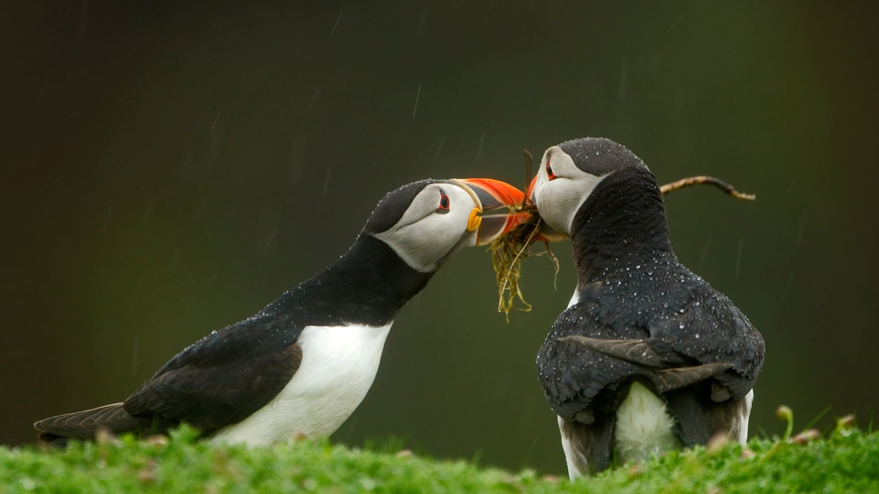 Male Atlantic puffin gives his mate nesting material, Skomer Island, Wales (© Danny Green/Minden Pictures) desktop wallpaper