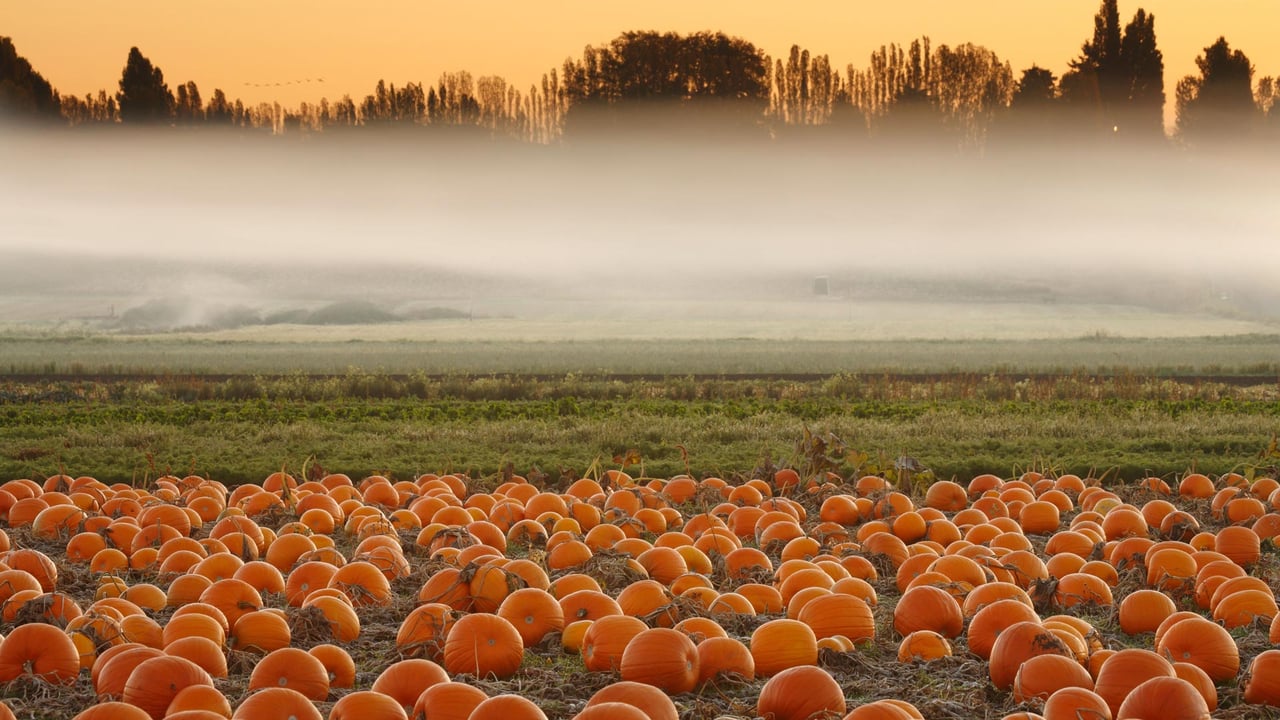Pumpkin field, Victoria, British Columbia, Canada (© Shaun Cunningham/Alamy) desktop wallpaper