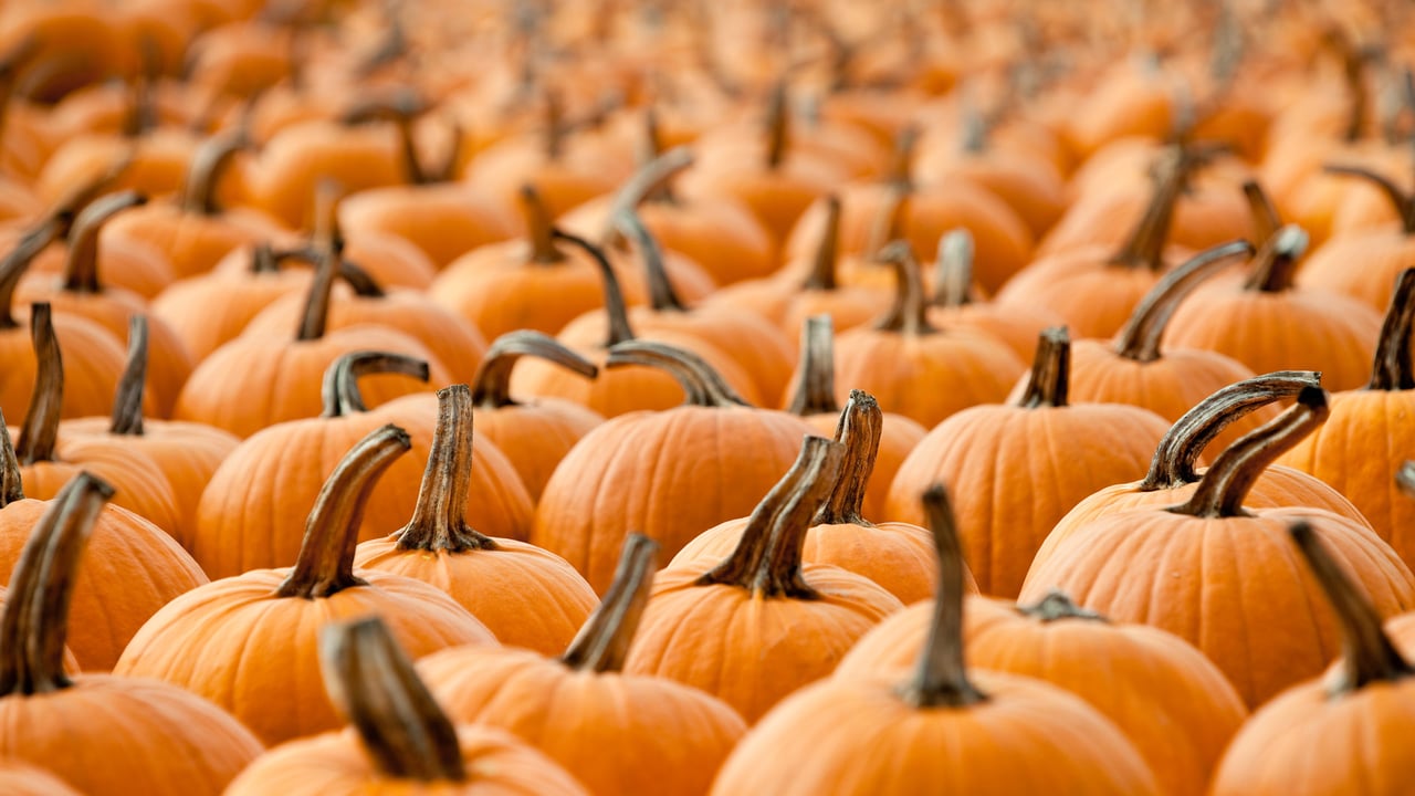 Pumpkins (© pianisssimo/iStock/Getty Images Plus) desktop wallpaper