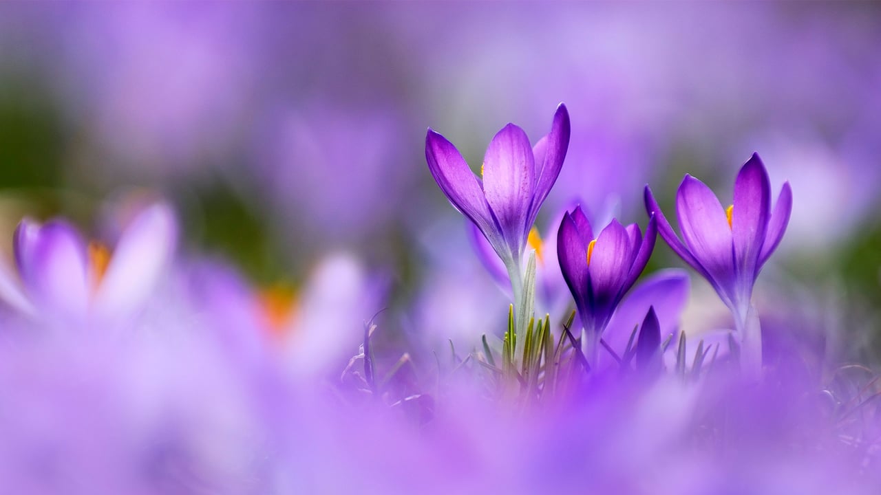 Crocus flowers (© Raimund Linke/Getty Images) desktop wallpaper