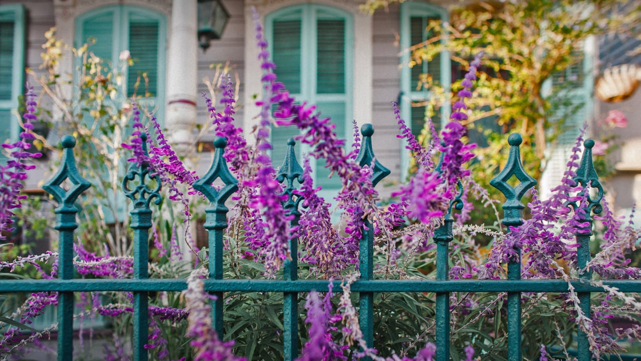 Flowers and an ironwork fence in front of a house in New Orleans, Louisiana (© Lauren Mitchell/Offset by Shutterstock) desktop wallpaper