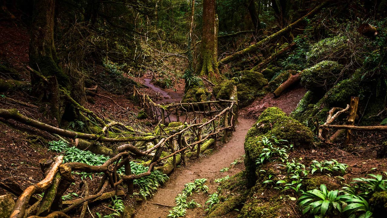 Path through Puzzlewood, Forest of Dean, Gloucestershire (© GuyBerresfordPhotography/iStock/Getty Images Plus) desktop wallpaper