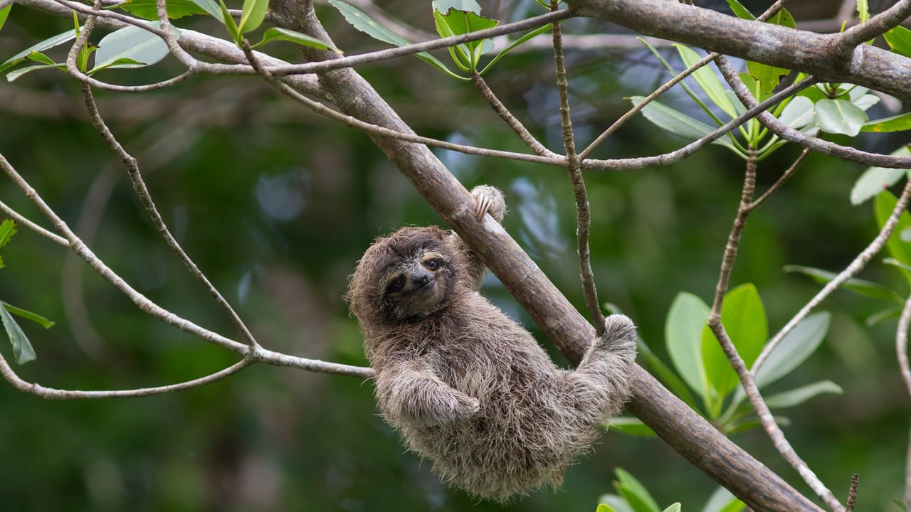 Pygmy three-toed sloth baby, Isla Escudo de Veraguas, Panama (© Suzi Eszterhas/Minden Pictures) desktop wallpaper