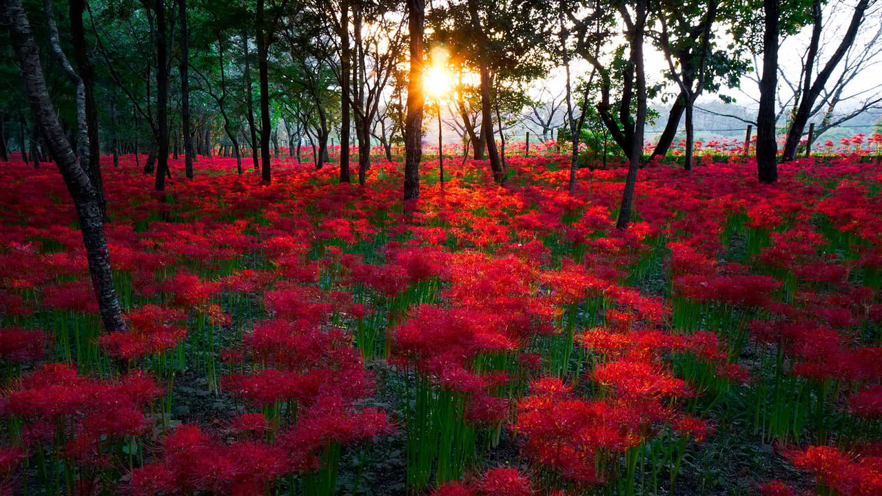 巾着田の彼岸花, 埼玉県 日高市 (© Deseree Joy Villanueva/Getty Images) desktop wallpaper