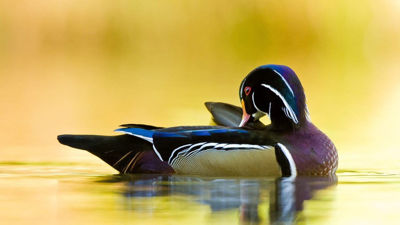 Wood duck, Quebec, Canada (© Maxime Riendeau/Getty Images) desktop wallpaper