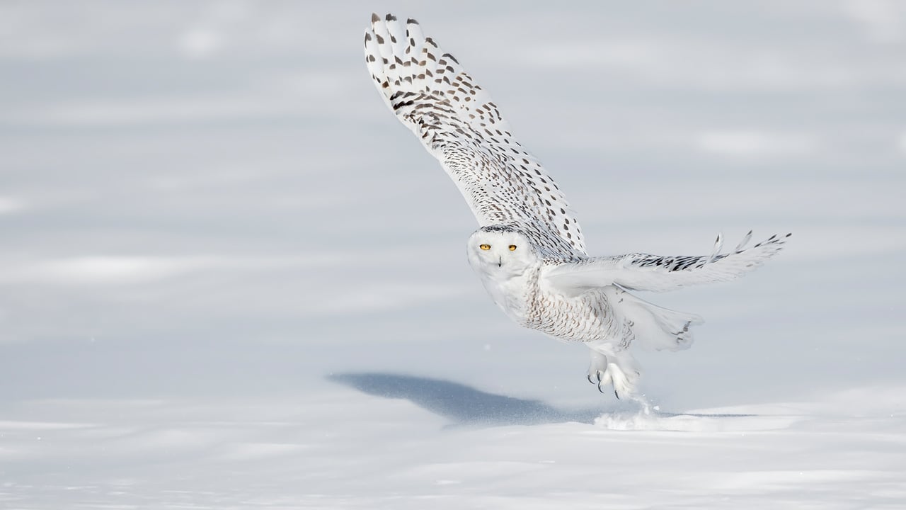 A snowy owl pictured in Quebec City (© Marco Pozzi Photographer/Getty Images) desktop wallpaper