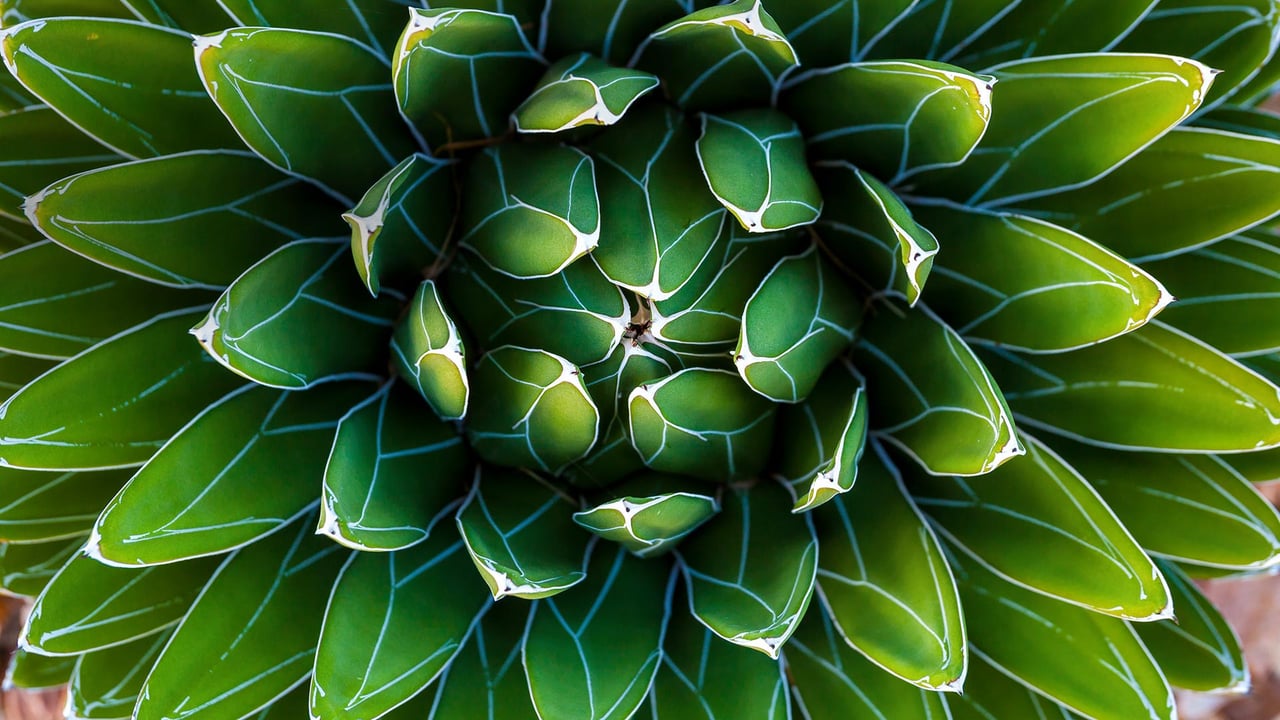 For Fibonacci Day, an agave plant (© Moab Republic/Shutterstock) desktop wallpaper