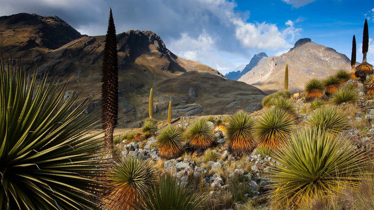 Queen of the Andes plants with the Cordillera Blanca massif in the background, Peru (© Cyril Ruoso/Minden Pictures) desktop wallpaper