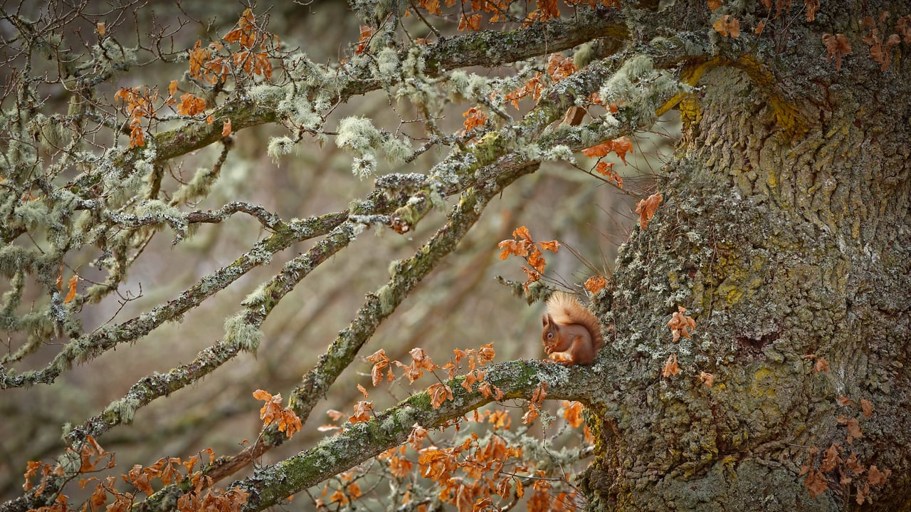 Red squirrel in the Highlands of Scotland (© Scotland: The Big Picture/Minden Pictures) desktop wallpaper