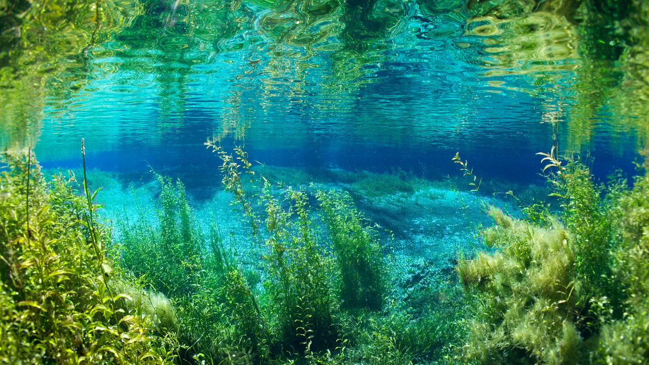 Rainbow River in Rainbow Springs State Park, Florida (© Michel Roggo/Minden Pictures) desktop wallpaper