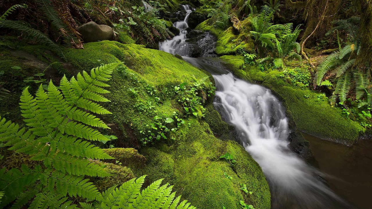 The Quinault Rainforest in Olympic National Park, Washington (© Jason Savage/Tandem Stills + Motion) desktop wallpaper