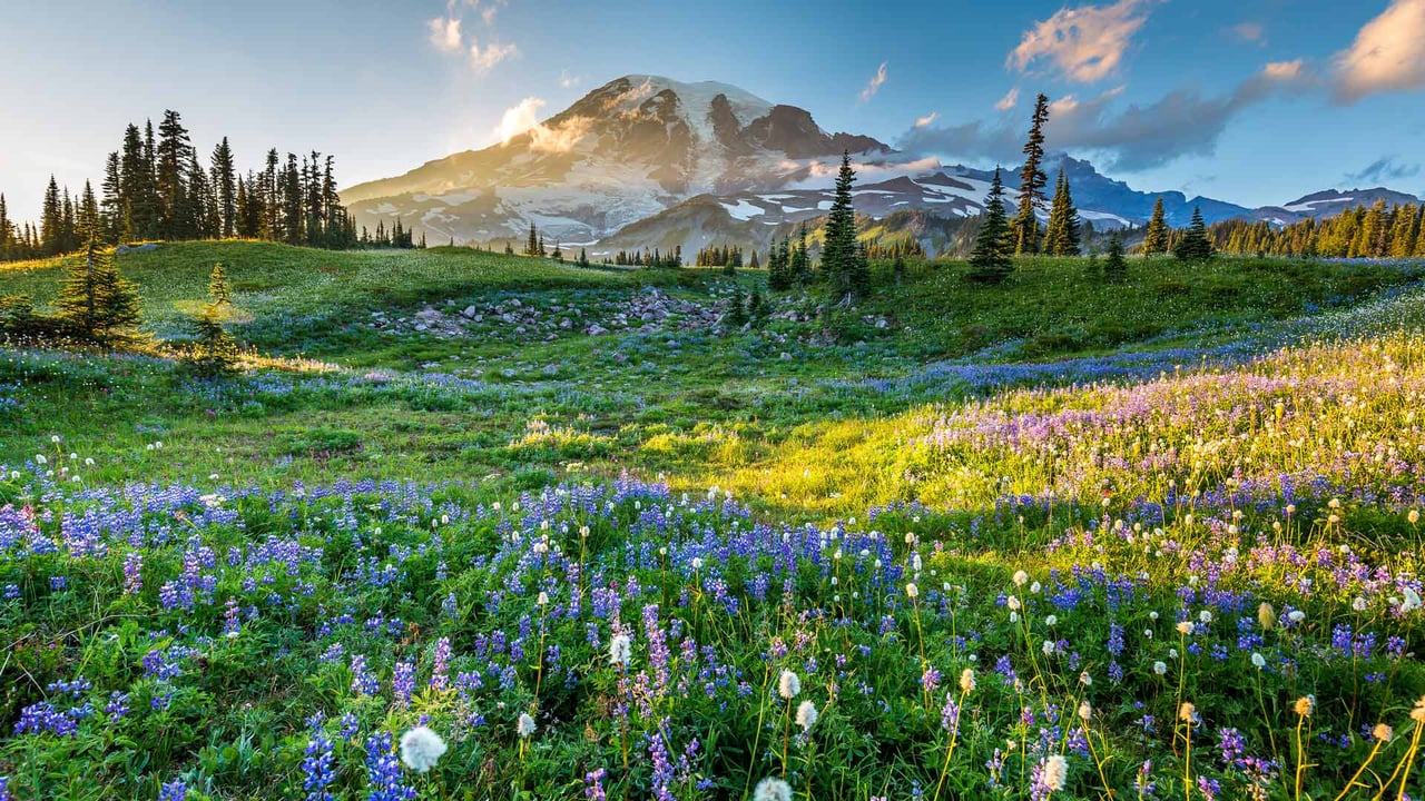 Wildflowers in Mount Rainier National Park, Washington (© RomanKhomlyak/Getty Images) desktop wallpaper